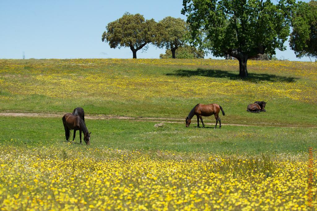 Eco-Lodge En La Reserva Privada Campanarios De Azaba - Proyecto De Conservacion Espeja Eksteriør bilde