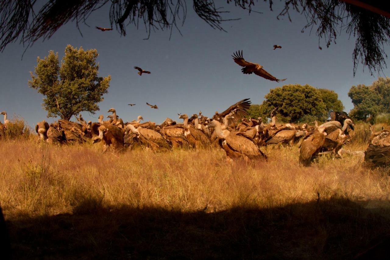 Eco-Lodge En La Reserva Privada Campanarios De Azaba - Proyecto De Conservacion Espeja Eksteriør bilde