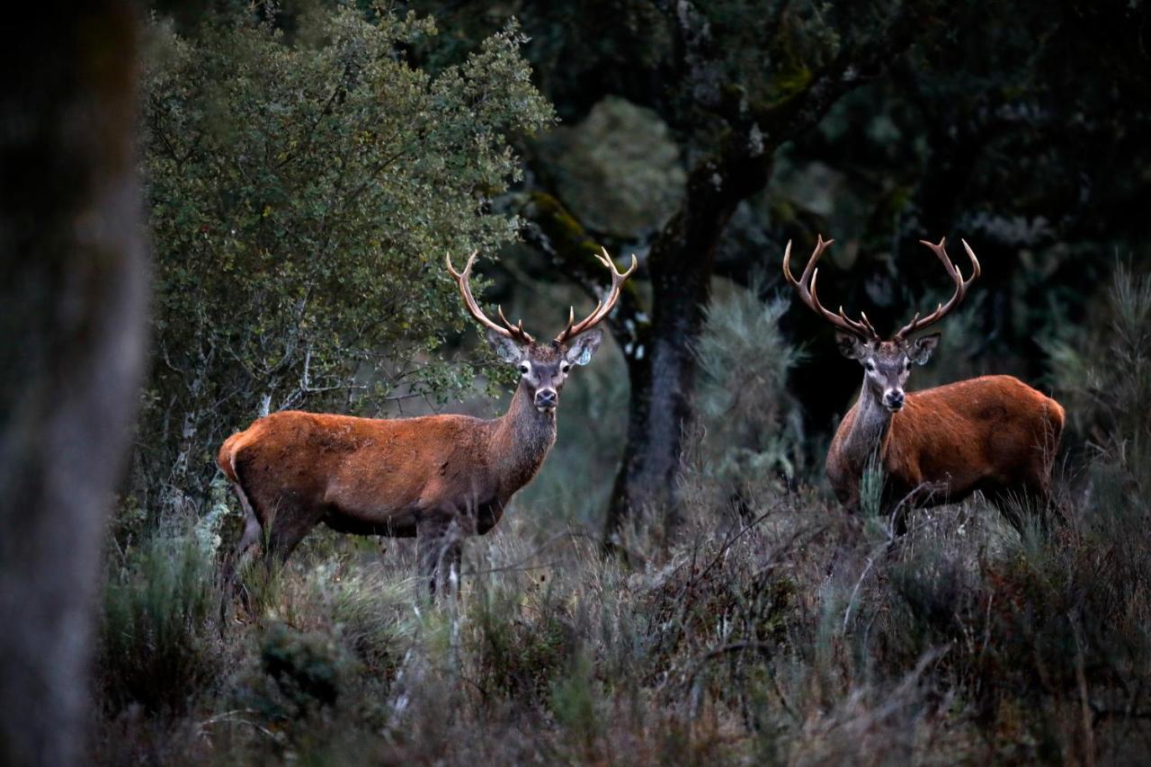 Eco-Lodge En La Reserva Privada Campanarios De Azaba - Proyecto De Conservacion Espeja Eksteriør bilde